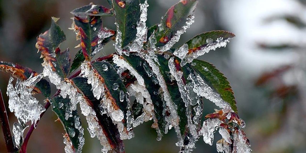 TBMM Zirai Don Olayını Araştırma Komisyonu toplandı