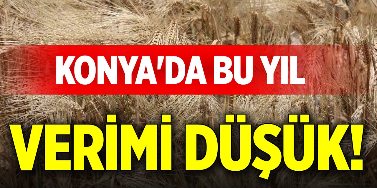 Konya'da bu yıl verimi düşük!