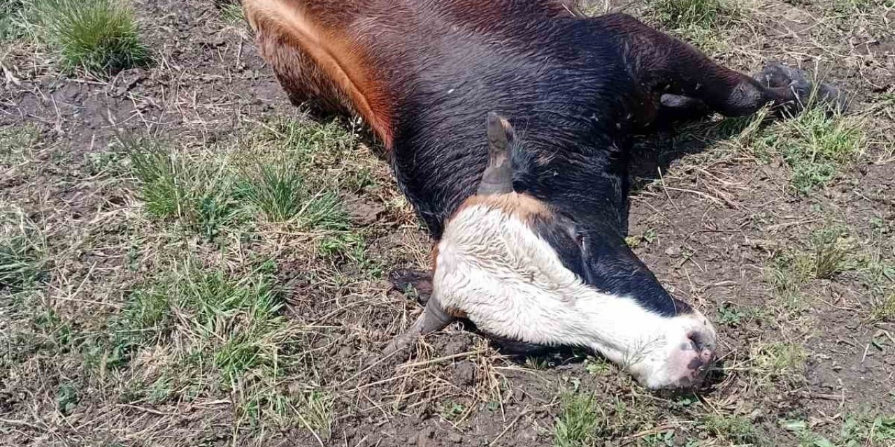 Yıldırım düştü, telef oldular