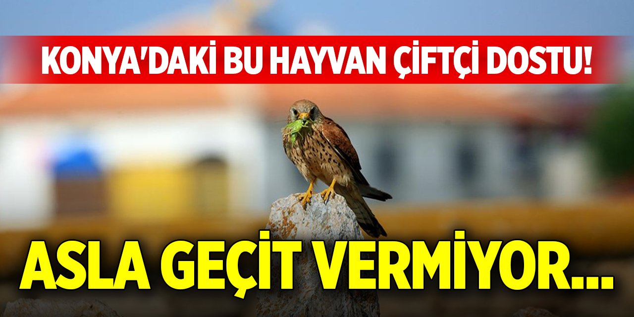 Konya'daki bu hayvan, çiftçi dostu! Asla geçit vermiyor...