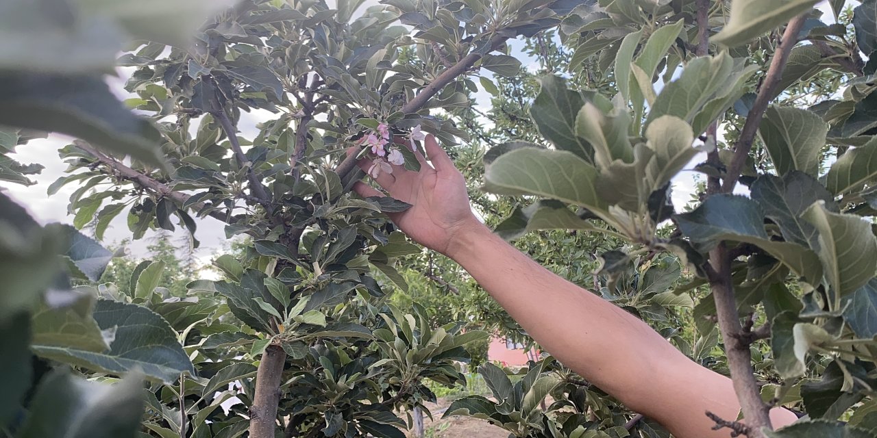 Kulu’da elma ağacı çiçek açtı