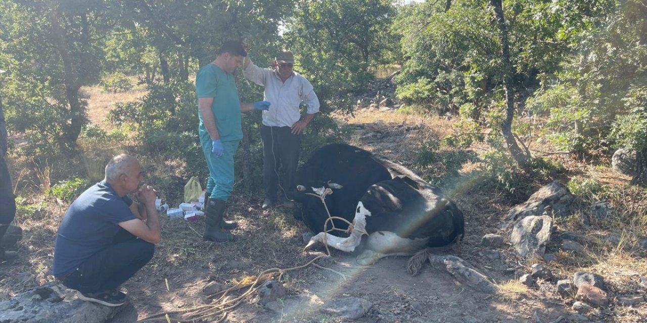 Konya'da kaybolan inek dron desteğiyle bulundu