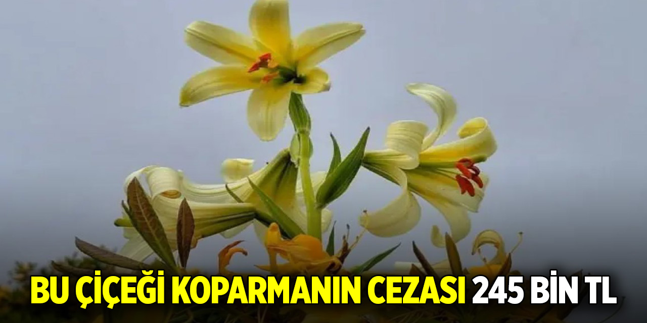 Bu çiçeği koparmanın cezası 245 bin TL