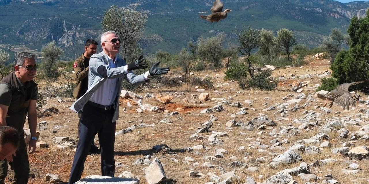 Karaman'da doğaya keklik salındı