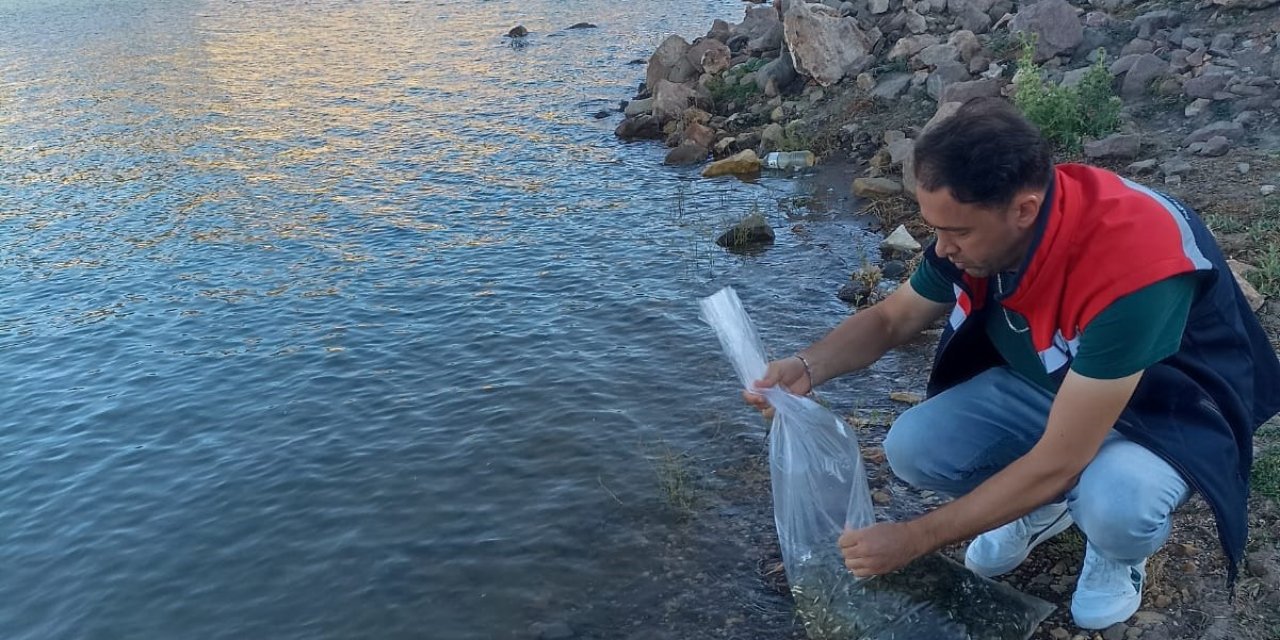 Konya'da dört gölete 500 bin yavru sazan takviyesi