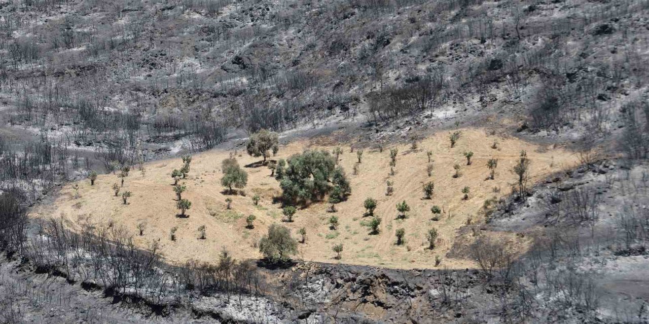 Sürülen alan alevlere geçit vermedi