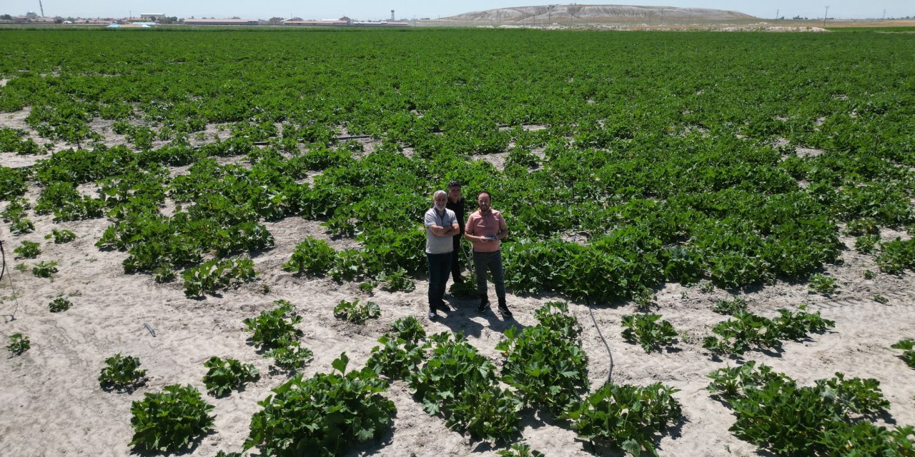 Konya’nın çerezlik kabak üretim merkezinde teknolojik takip