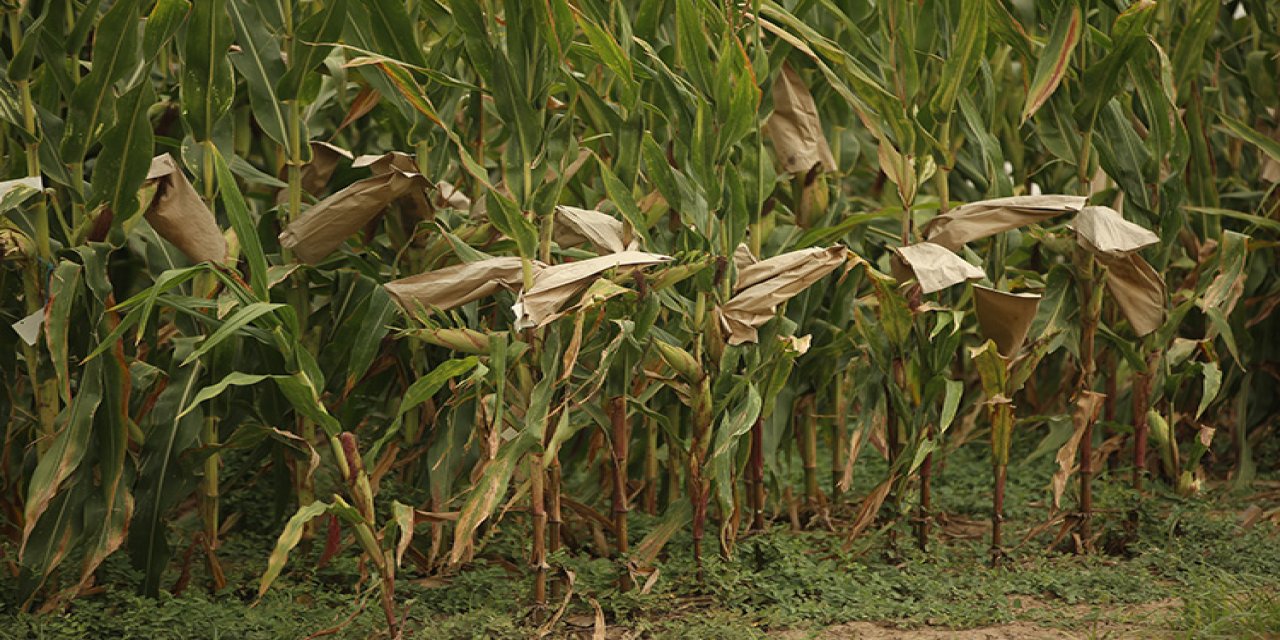 Konya'da mısır tarlasında kenevir... 1 şüpheli tutuklandı