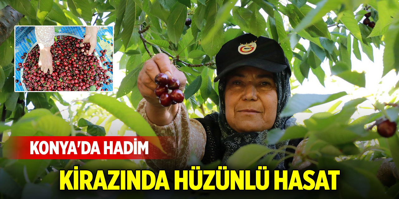 Konya’da Hadim kirazında hüzünlü hasat