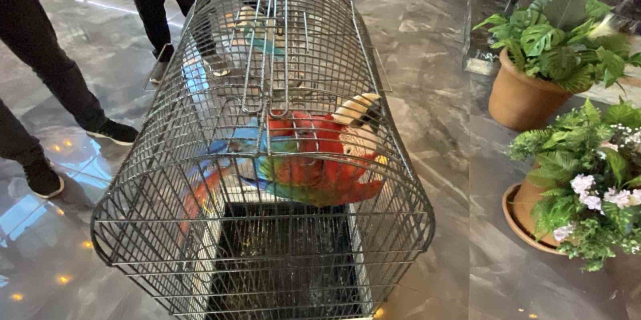 Beslenmesi ve ticareti yasak olan papağan Konya Karatay Hayvanat Bahçesine teslim edildi