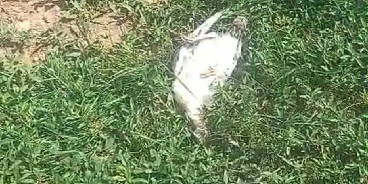 Başıboş köpekler dehşet saçtı: 25 hindi ve tavuk telef oldu