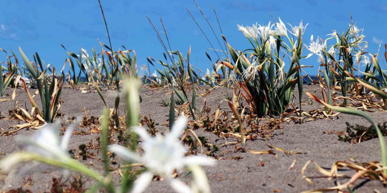 Güzelliğiyle büyülüyor, koparması cüzdanı yakıyor