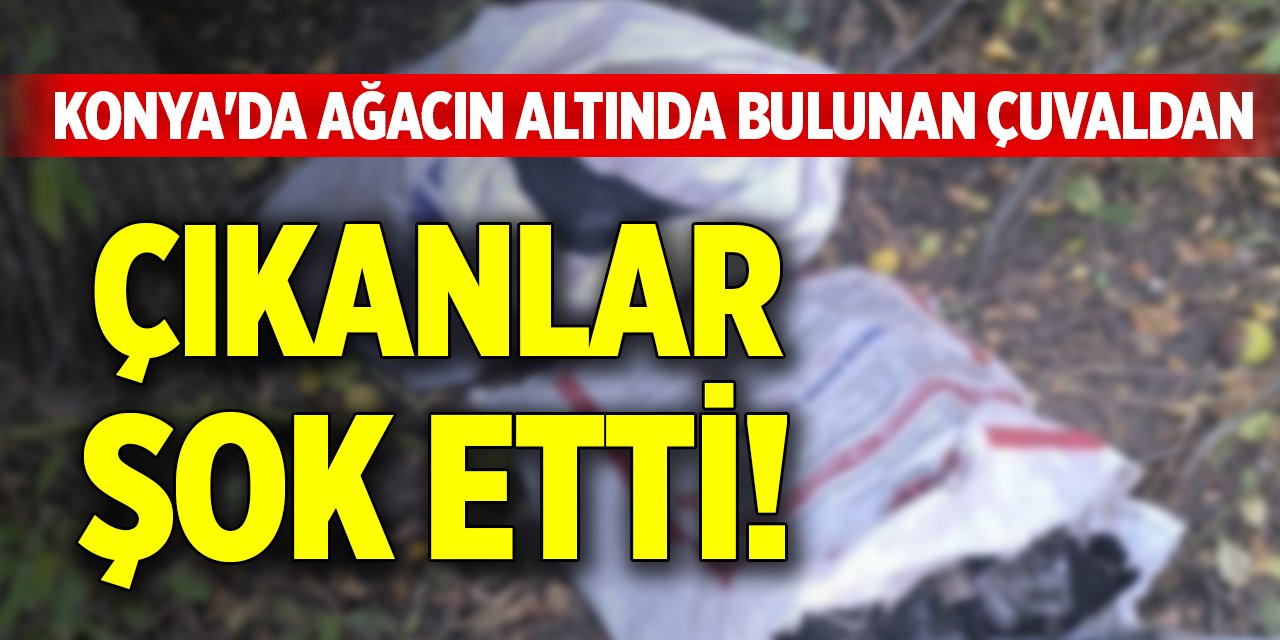 Konya'da ağacın altında bulunan çuvaldan çıkanlar şok etti!