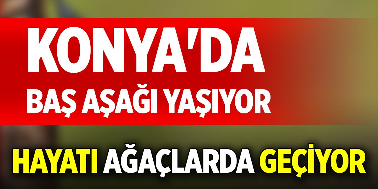 Konya'da baş aşağı yaşıyor, hayatı ağaçlarda geçiyor