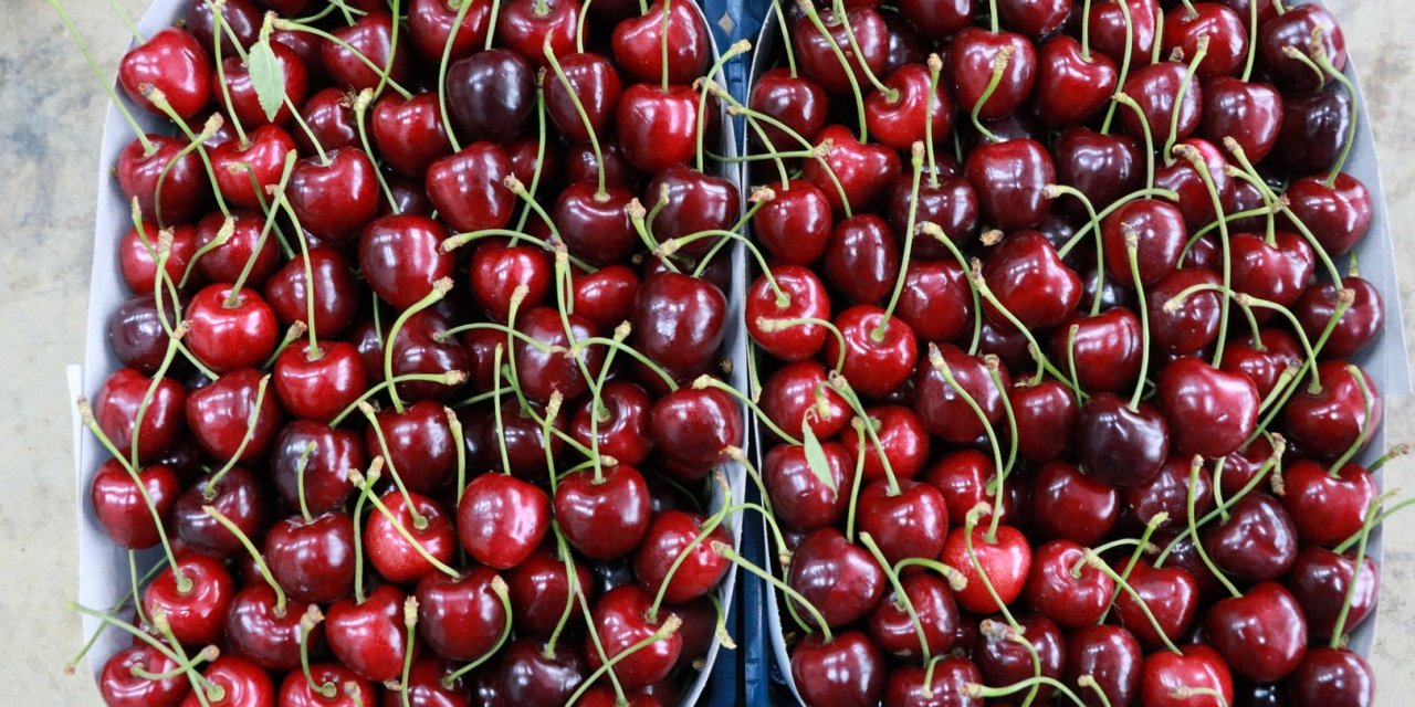 Konya'nın o ilçesinin kirazında tarihi kayıp!