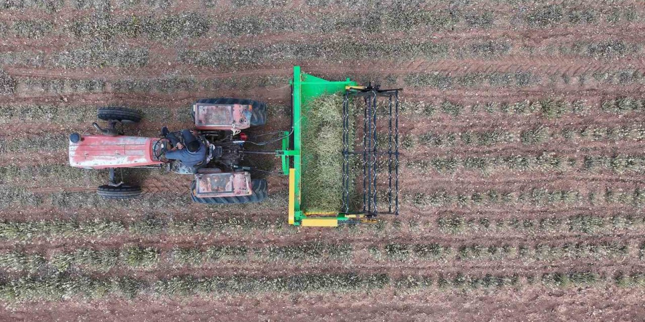 Konya'da kuraklığa dayanıklı bitkiler yeni fırsatlar sunuyor