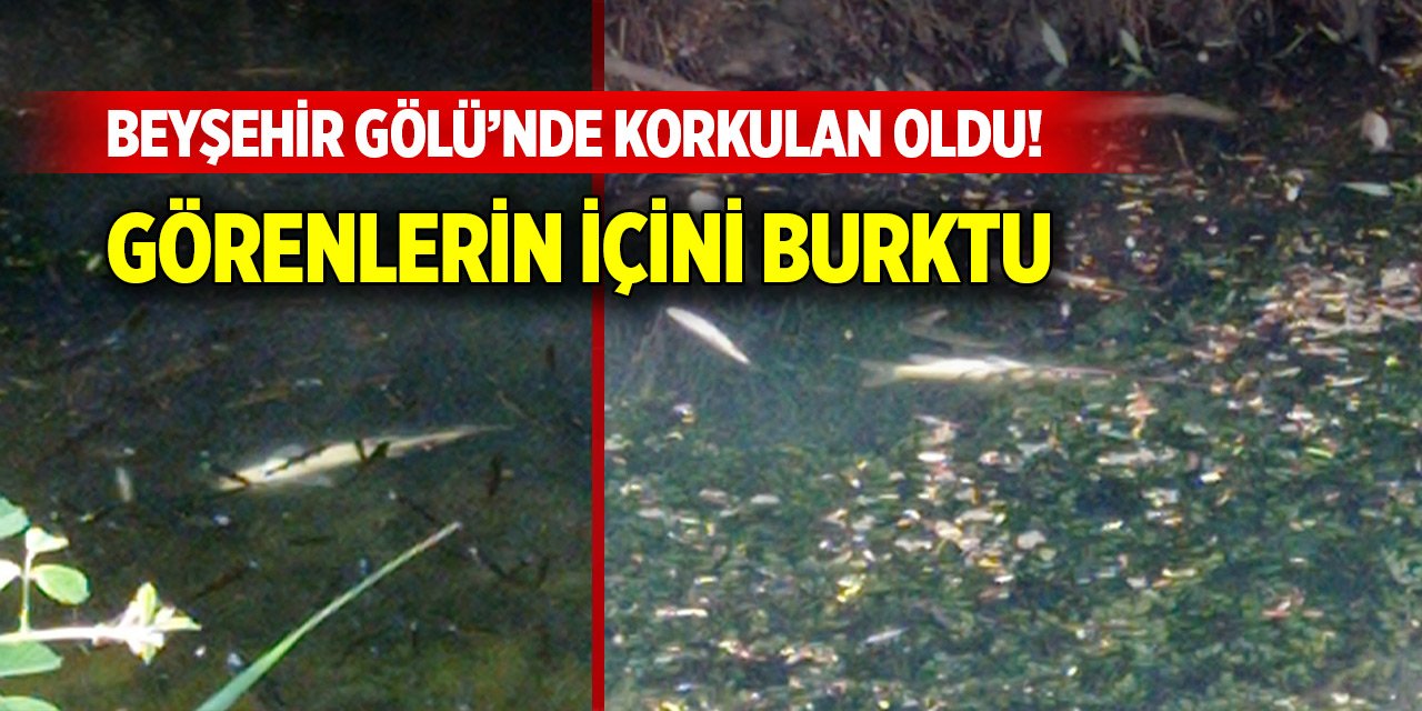 Beyşehir Gölü’nde korkulan oldu! Ölü balıklar görenlerin içini burktu