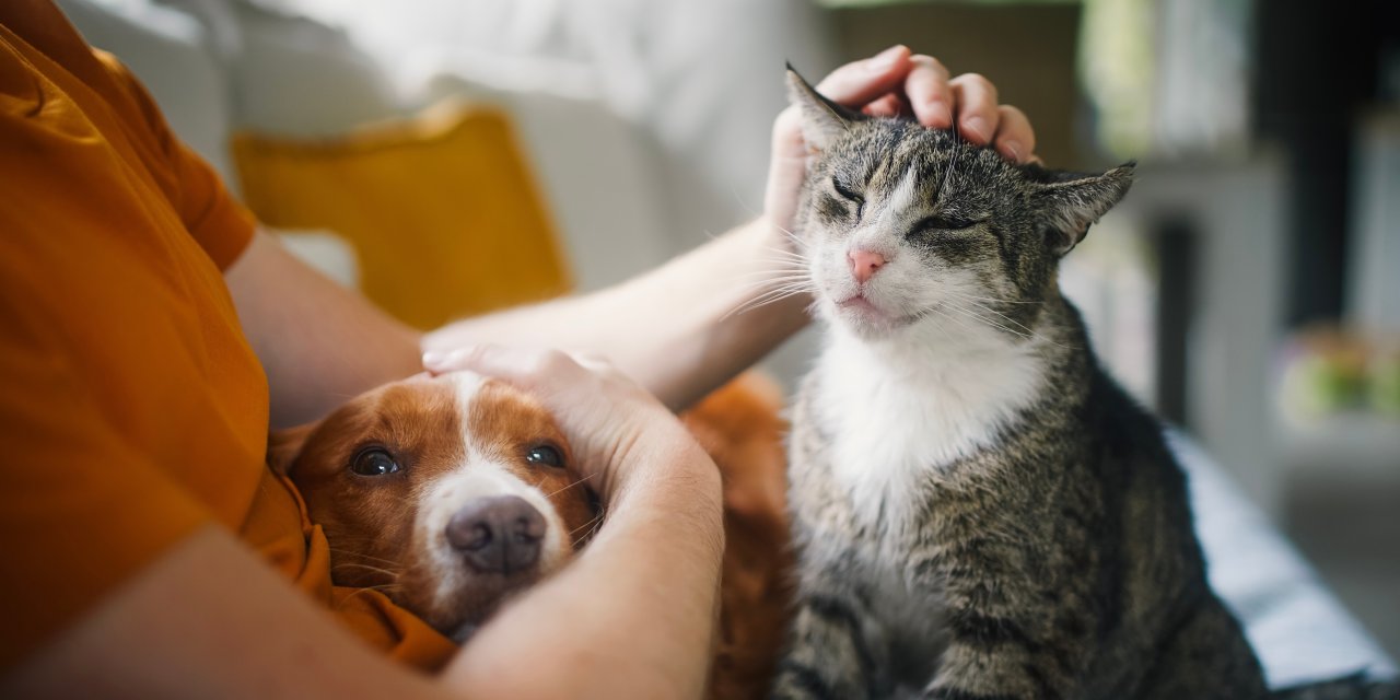 Yaz alarmı... Kedi ve köpekleriniz için hemen uygulayabileceğiniz 7 öneri