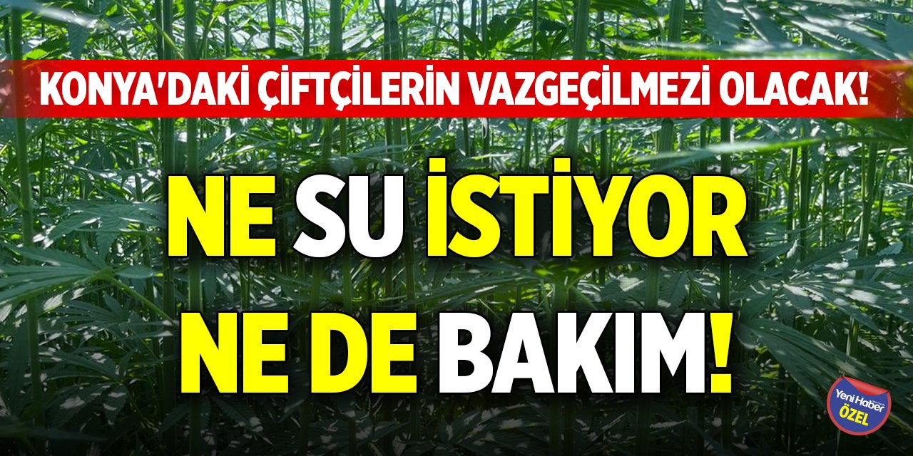 Konya'daki çiftçilerin vazgeçilmezi olacak! Ne su istiyor ne bakım