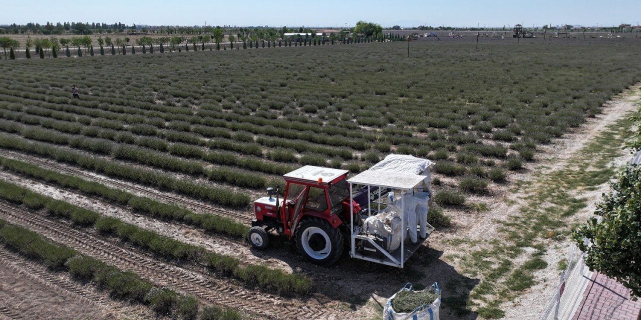 Konya'da ziyaretçi akınına uğrayan bahçede hasat zamanı