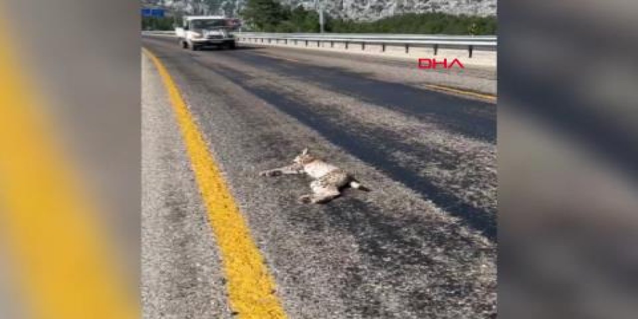 Antalya- Konya yolunda ölüsü bulundu