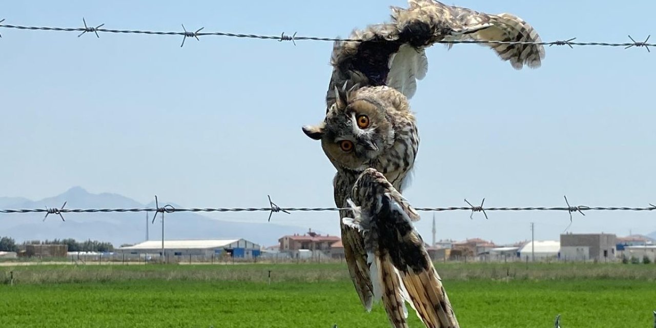 Konya'da kulaklı orman baykuşu kurtarıldı