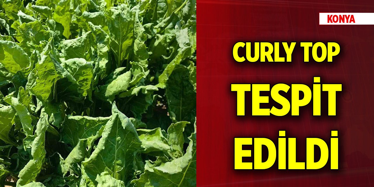 Konya'da şeker pancarı ekili bazı tarlalarda Curly Top tespit edildi