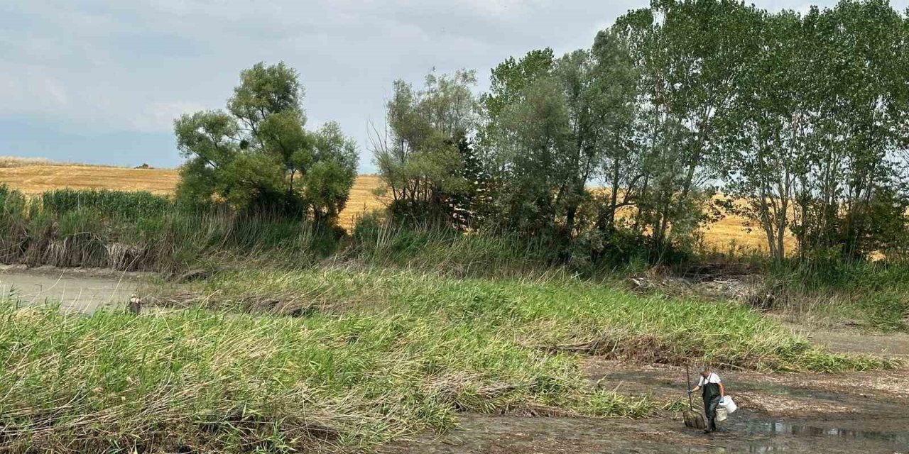 Onlarca balık can çekişti!