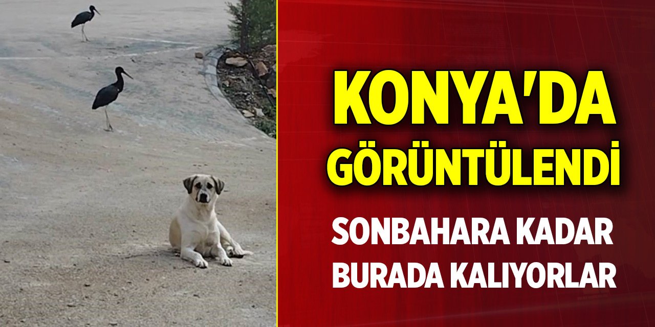 Konya'da görüntülendi... Sonbahara kadar burada kalıyorlar