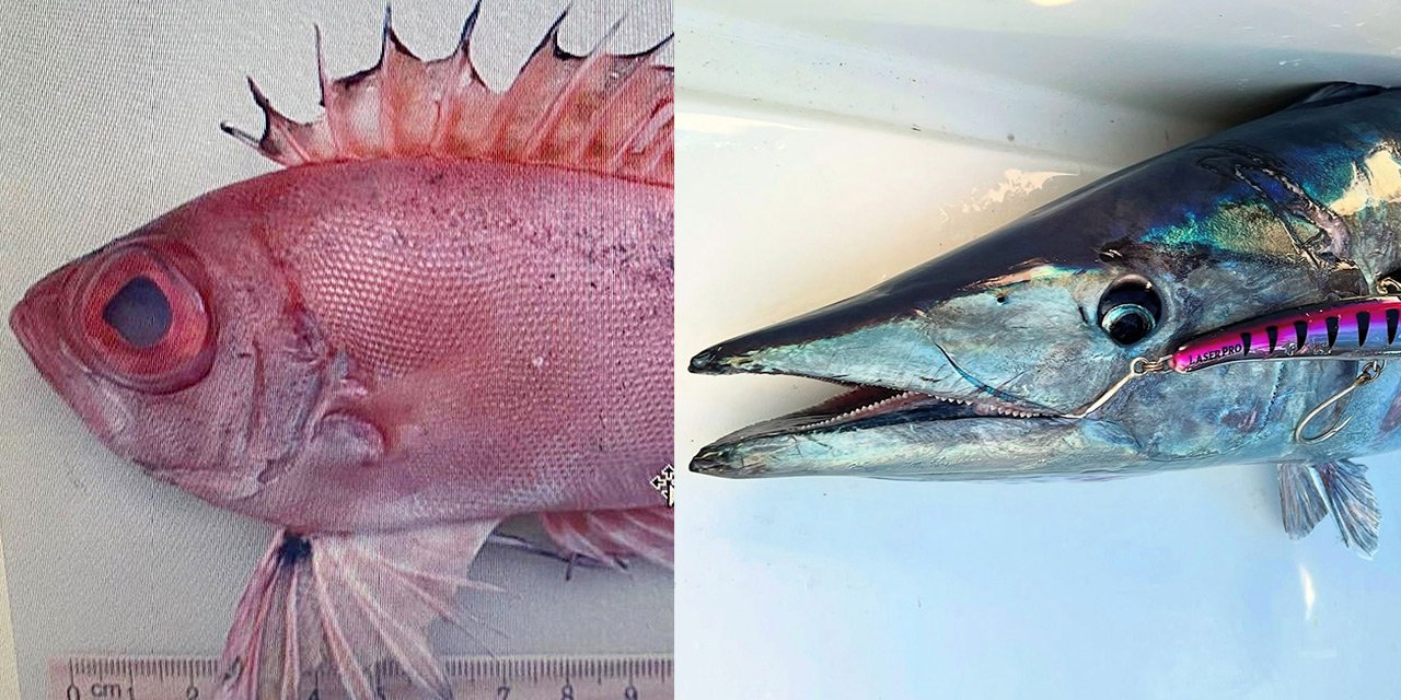 Akdeniz tropikalleşiyor... Sayı 72'ye ulaştı