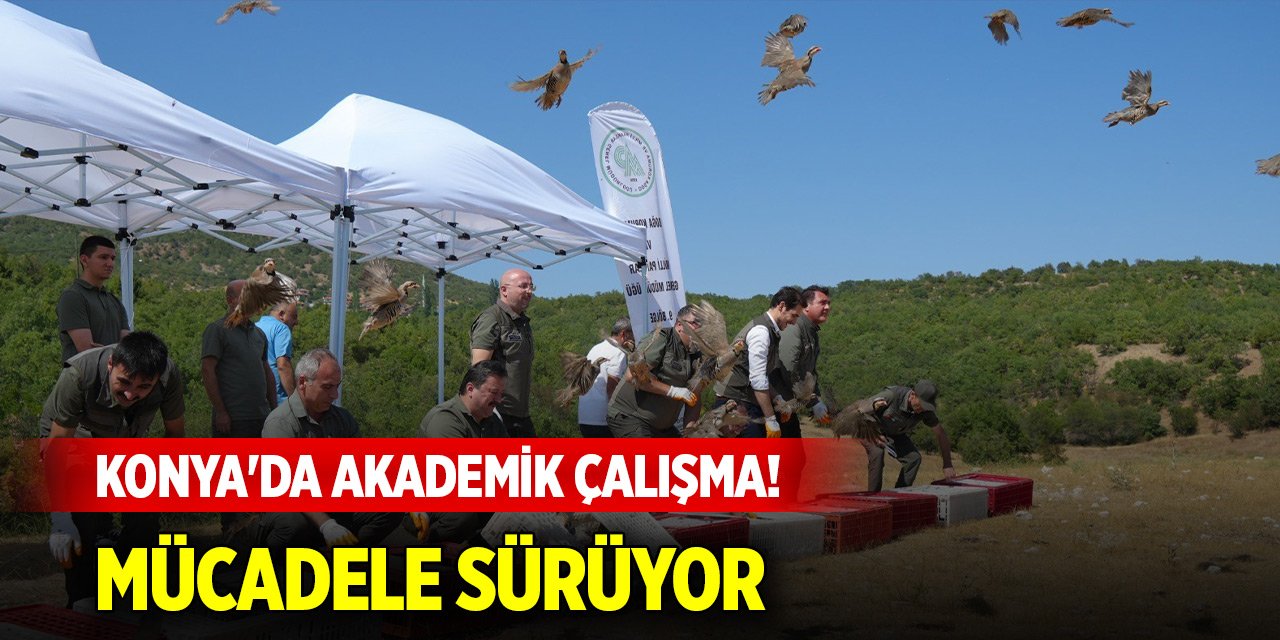 Konya'da akademik çalışma! Kenelere karşı kekliklerle mücadele sürüyor