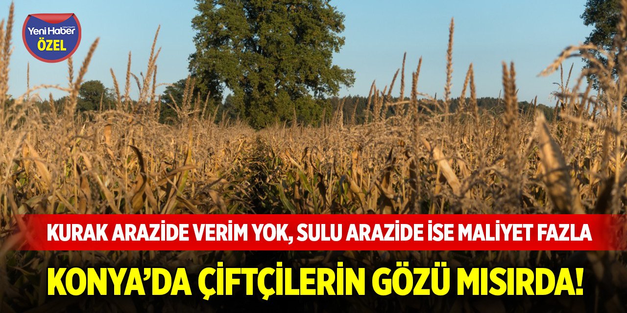 Konya’da çiftçilerin gözü mısırda!