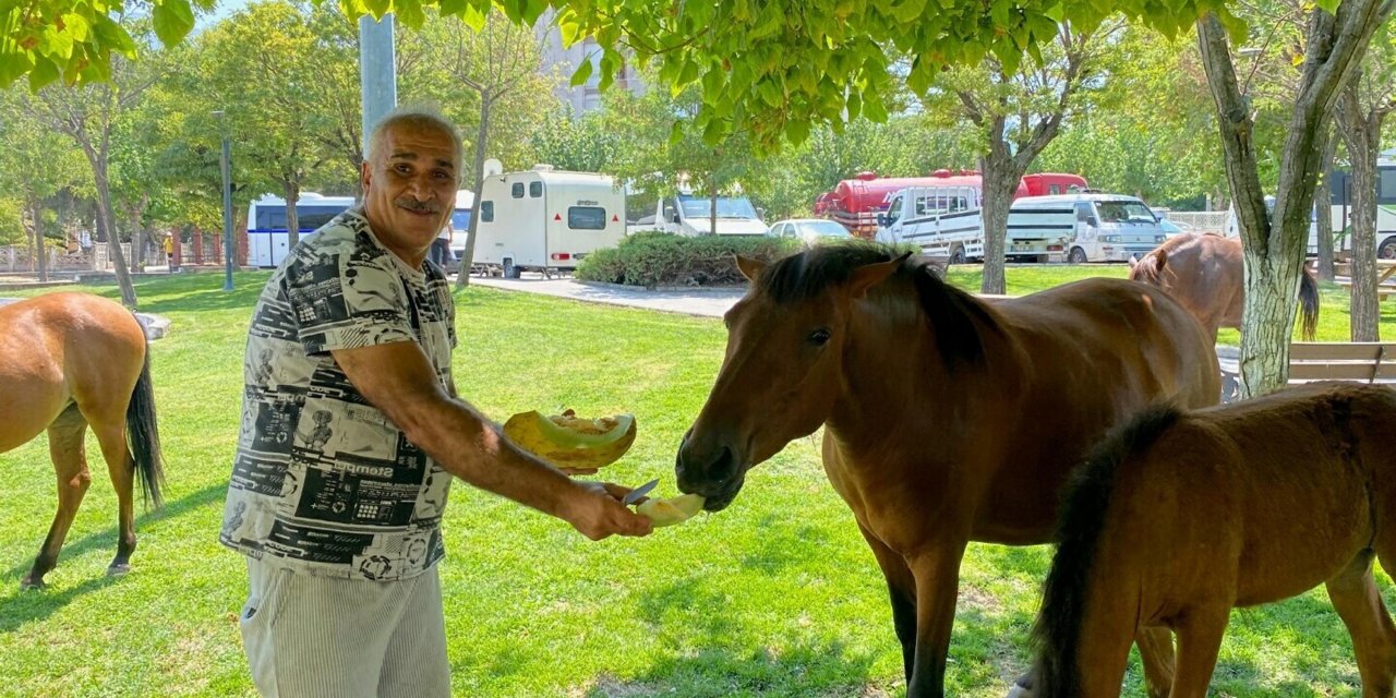 Yılkı atları kent merkezine indi