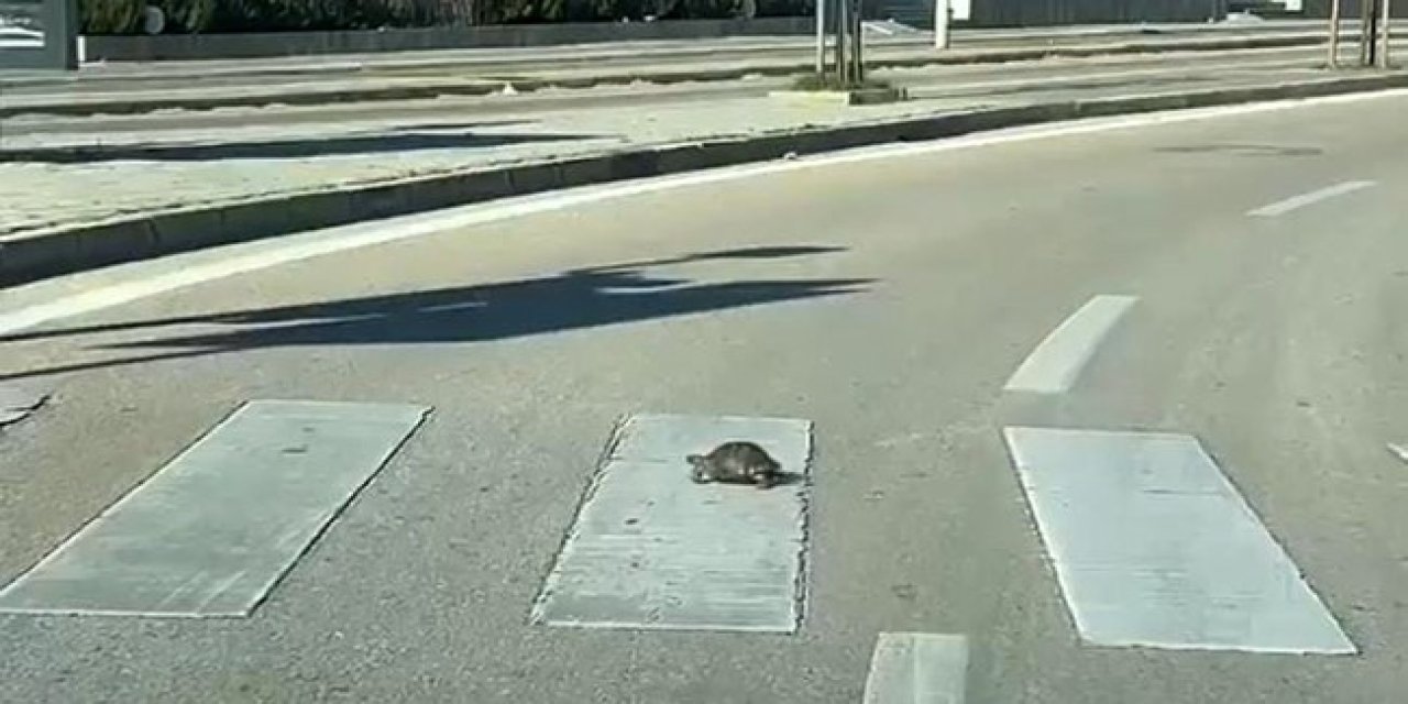 Kaplumbağa yaya geçidinden geçti