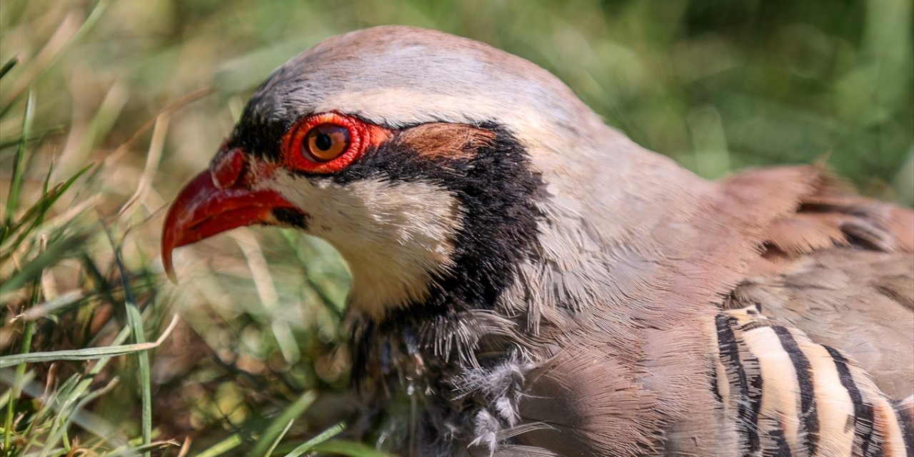 Konya'daki tarım arazilerin ajanı!