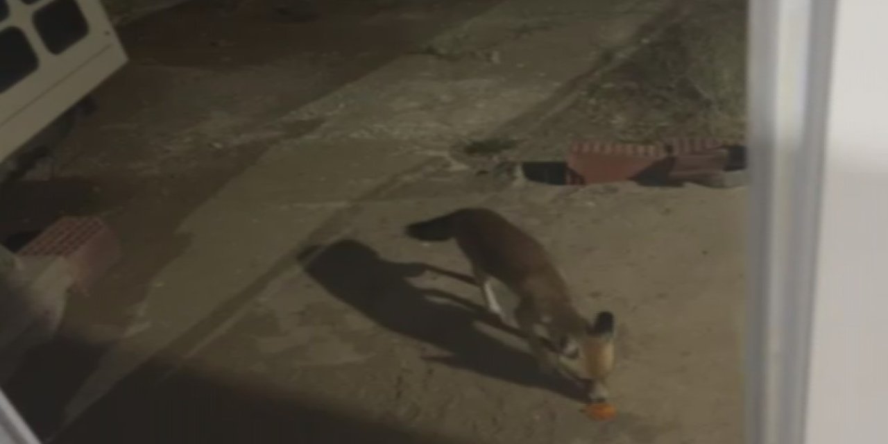 Tilkiyi cips ile besliyor