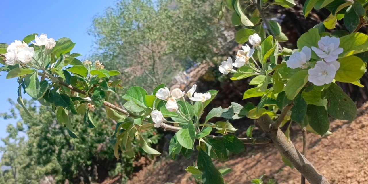 Konya'da ağustosta çiçek açtılar