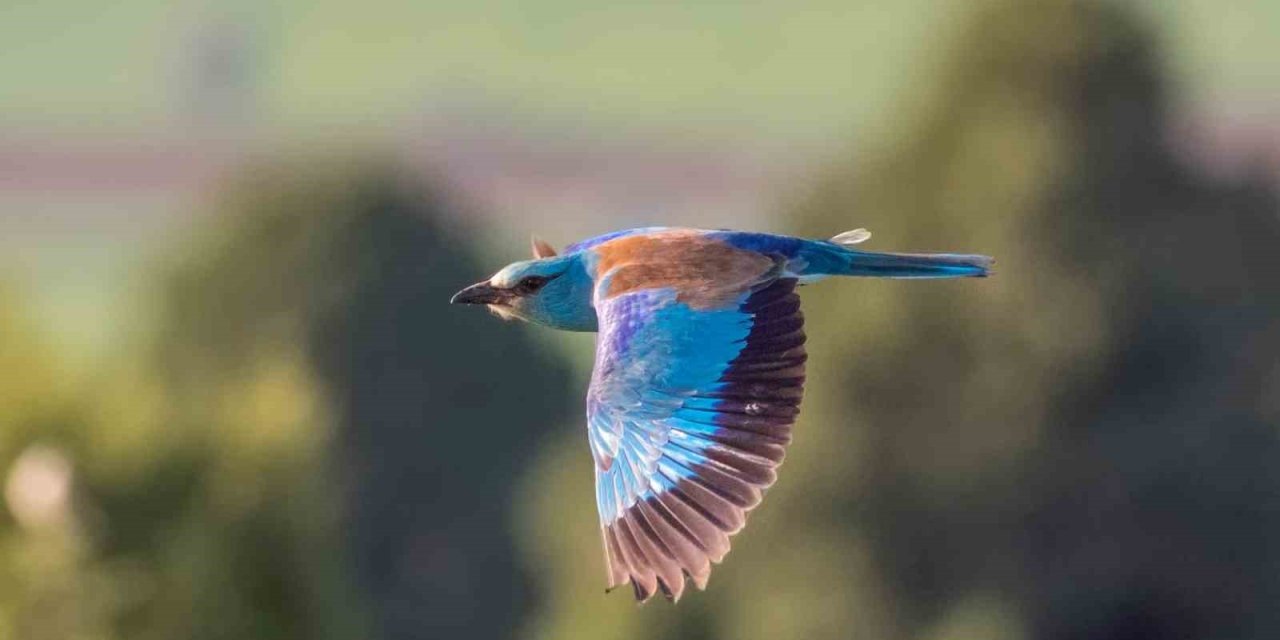 Konya'daki mali müşavir makinesini yanından ayırmıyor