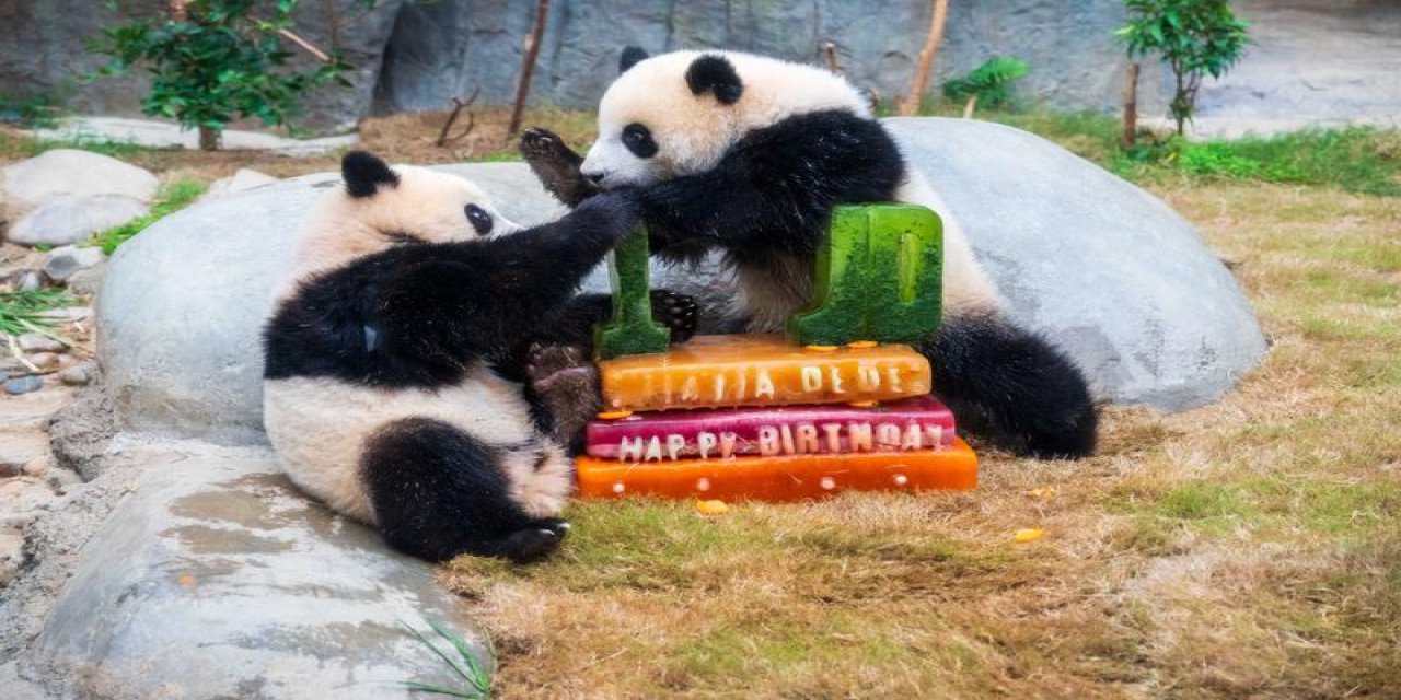 İkiz pandaların doğum günü kutlandı