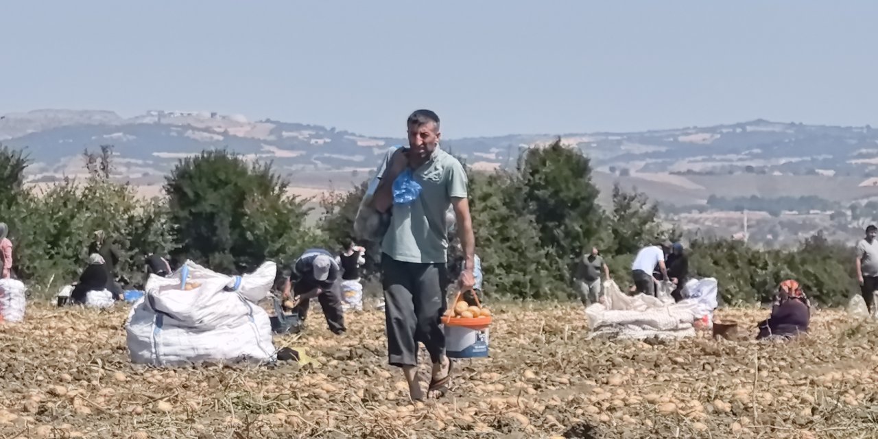 Tarlasındaki patatesleri ücretsiz dağıttı