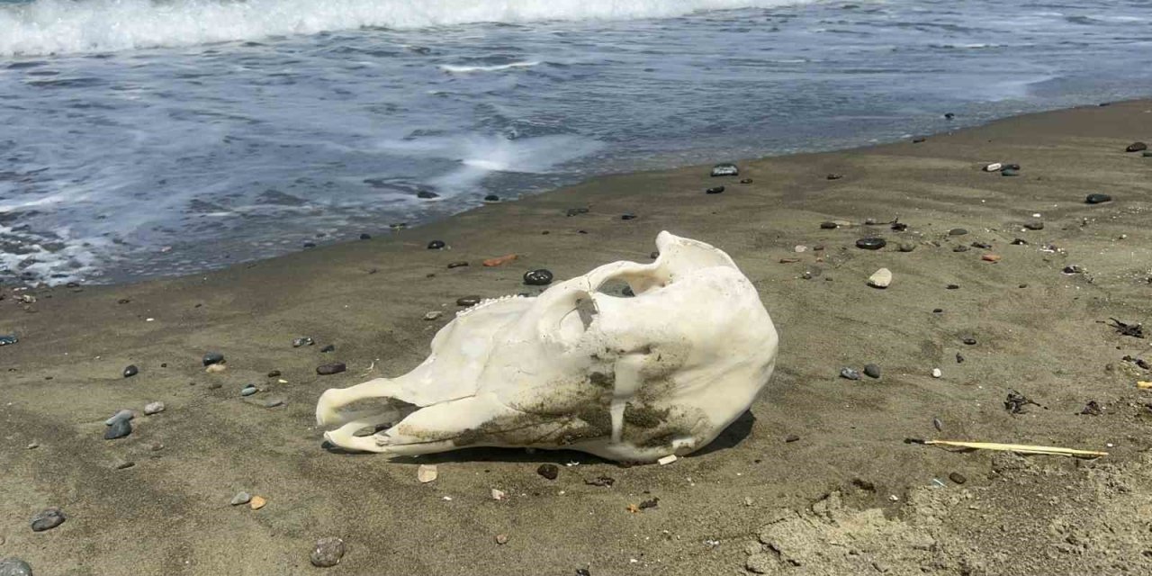 Denizden telef olmuş angus çıktı