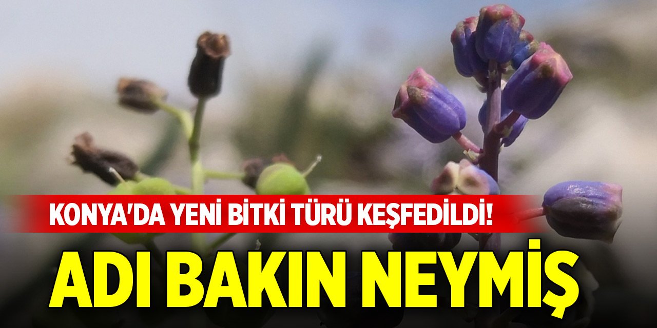 Konya'da yeni bitki türü keşfedildi! Adı bakın neymiş