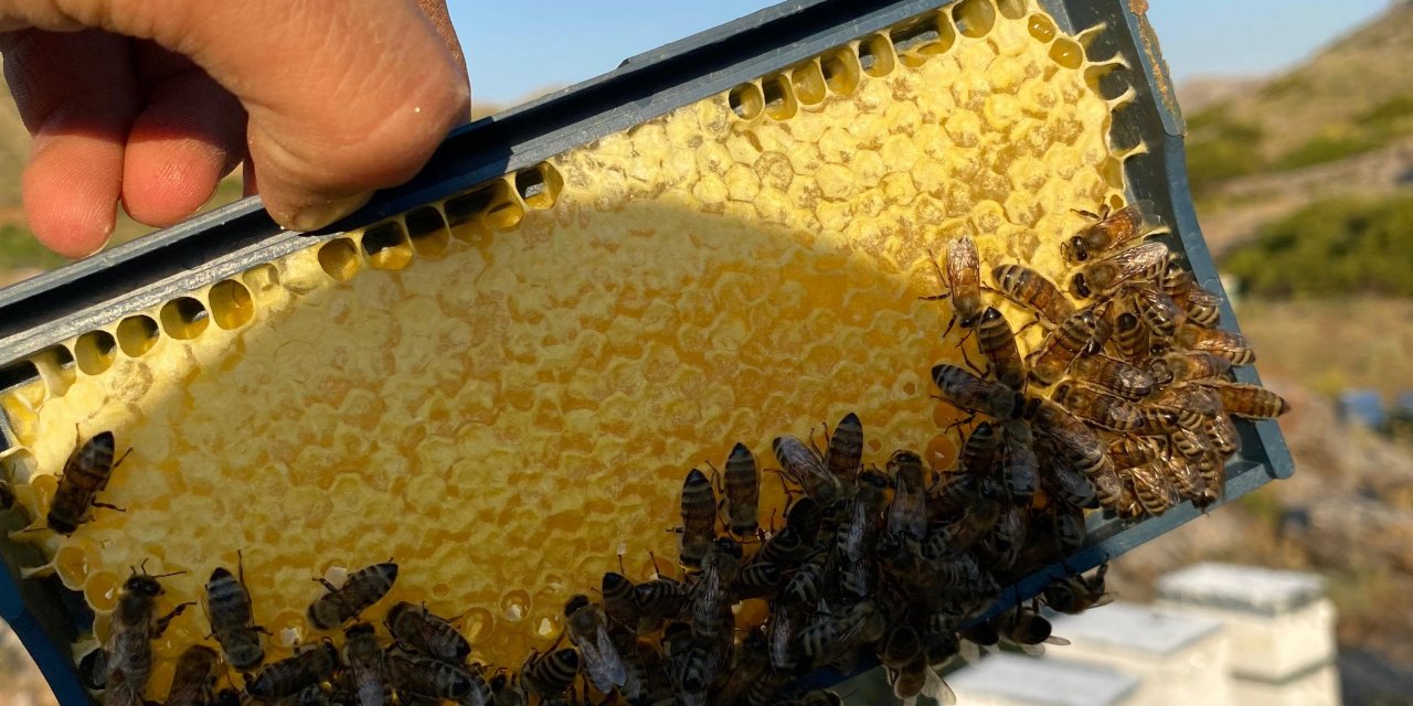 Konya'nın Toros dağlarındaki bal hasadı tamamlandı