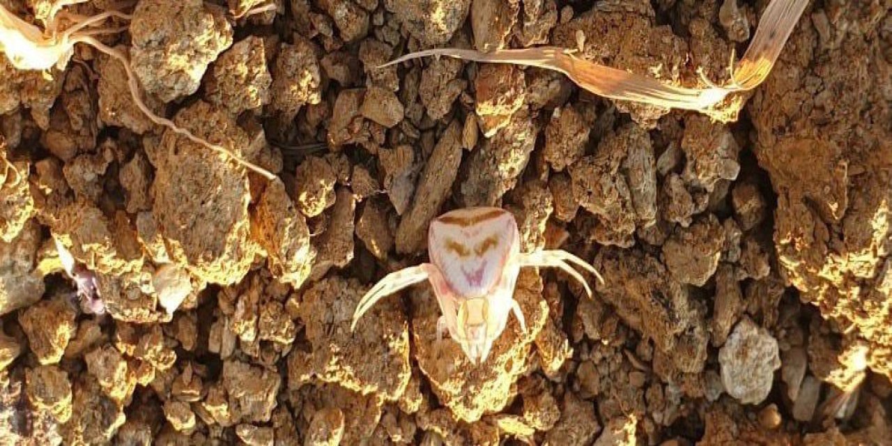 'İnsan yüzlü örümcek’ şaşırttı