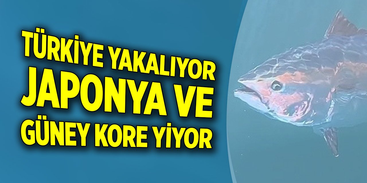 Türkiye yakalıyor, Japonya ve Güney Kore yiyor