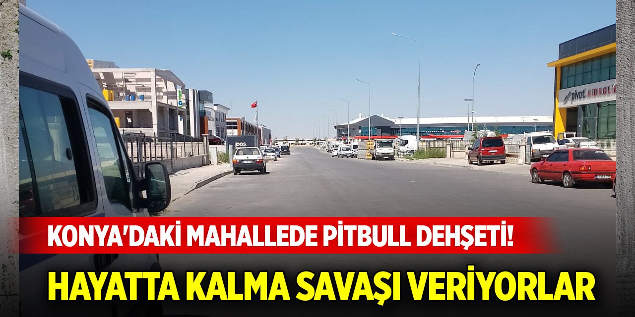 Konya'daki mahallede pitbull dehşeti! Hayatta kalma savaşı veriyorlar