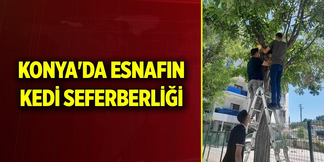 Konya'da esnafın kedi seferberliği