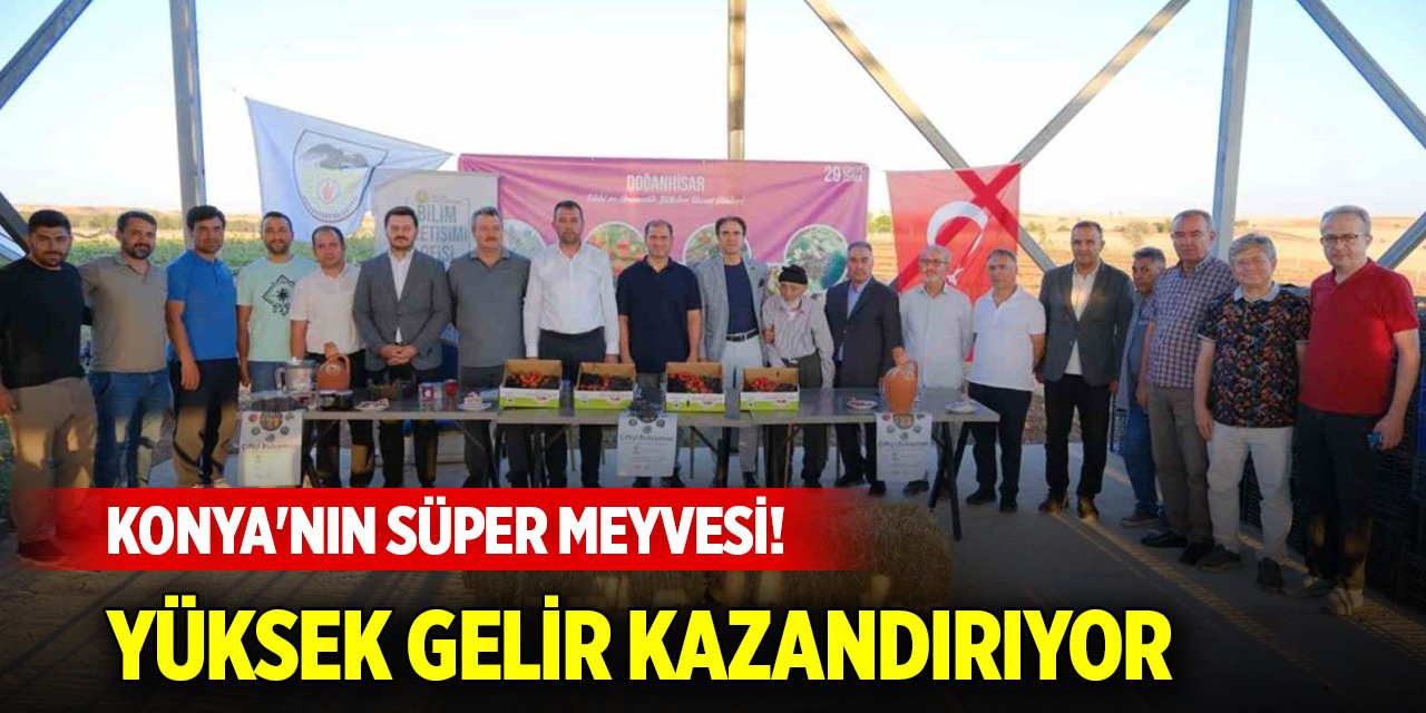 Konya'nın süper meyvesi! Yüksek gelir kazandırıyor