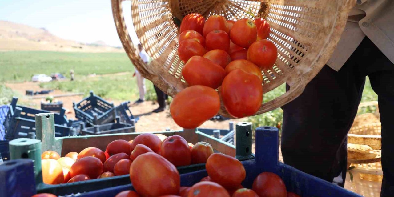 "Dışarıda 25 liraya alacağınıza tarladan 8 liraya alın"