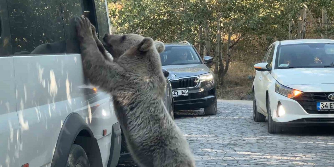 Ayıya ekmek veren vatandaş son anda kurtuldu